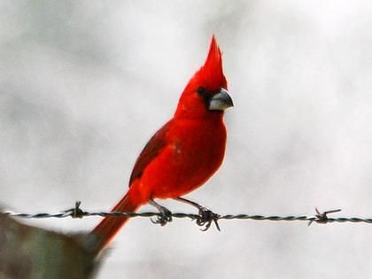 vermilioncardinal.jpg